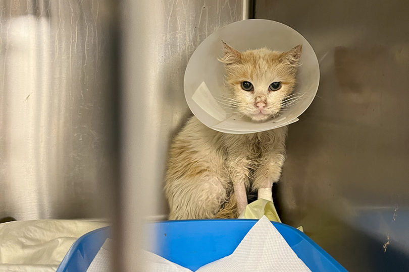 gatto randagio da adottare musetta